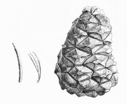 Pinus orizabensis illustration.jpg