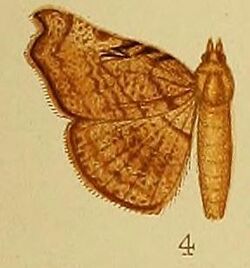 Pl.38-04-Pleuronodes trogopera (Hampson, 1910) (Pleurona).JPG