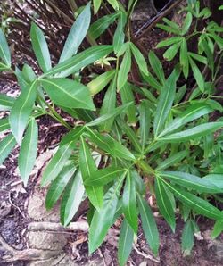 Platylophus trifoliatus White Alder - Harold Porter Garden 2.jpg