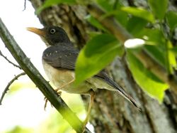 Plumbeous-backedThrush.jpg