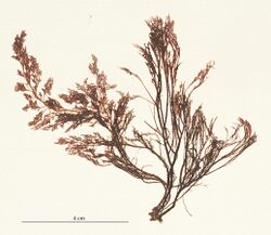 Polysiphonia-elongata-19880602a.jpg