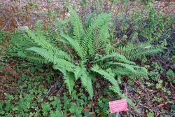 Polystichum californicum - Regional Parks Botanic Garden, Berkeley, CA - DSC04428.JPG