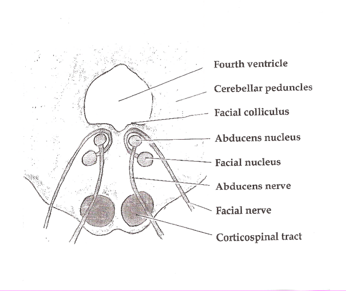File:Pons section at facial colliculus.png