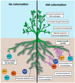 Positive effects of arbuscular mycorrhizal (AM) colonization.png