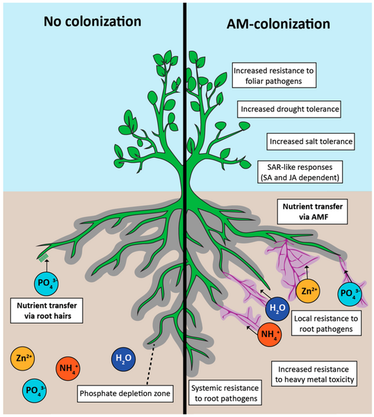 File:Positive effects of arbuscular mycorrhizal (AM) colonization.png