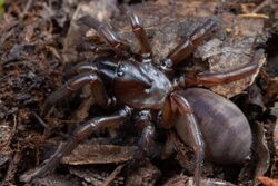 Promyrmekiaphila clathrata (F Euctenizidae).jpg