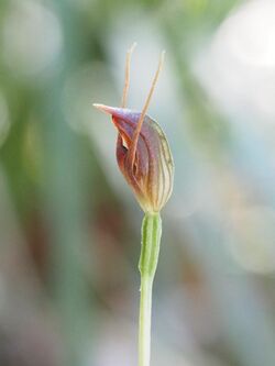 Pterostylis erecta 2.jpg