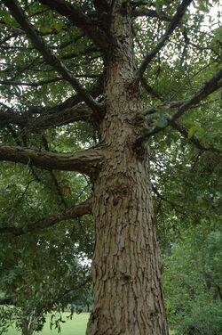 Quercus oglethorpensis (24056248982).jpg