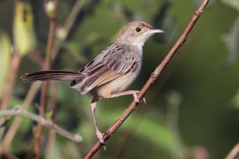 File:Rattling cisticola (Cisticola chiniana smithersi).jpg