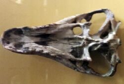 Regisaurus skull.jpg