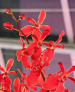 Renanstylis Bangkok Beauty -台南國際蘭展 Taiwan International Orchid Show- (39032105650).jpg