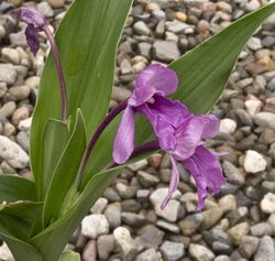 Roscoea alpina 120819 cropped.jpg