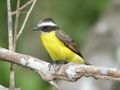 Rusty-margined flycatcher (25954179317).jpg