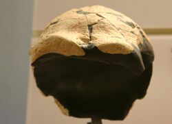 Saldanha man-Homo heidelbergensis.jpg