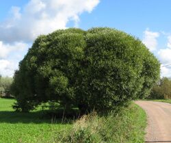 Salix fragilis 'Bullata'.jpg