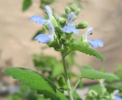 Salvia ballotiflora 1.JPG