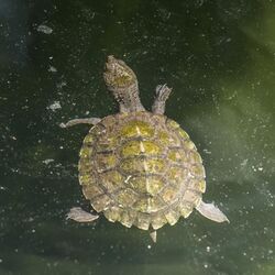 Saw-shelled turtle (Myuchelys latisternum) Daintree.jpg