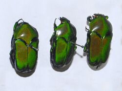 Scarabaeidae - Ischiopsopha lucivorax.JPG