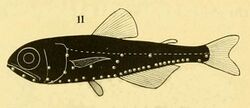 Scopelus phengodes from Lütken 1892.jpg