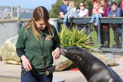 Sea Lion and Keeper at the Welsh Mountain Zoo - geograph.org.uk - 4684996.jpg
