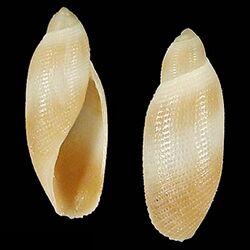 Seashell Rictaxiella debelius.jpg