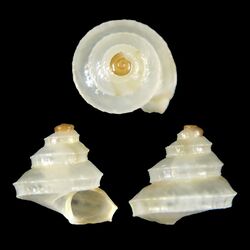 Shell Zygoceras okutanii.jpg