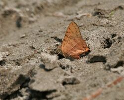 Shot Silverline (Spindasis ictis) at Jayanti, Duars, West Bengal W IMG 5484.jpg