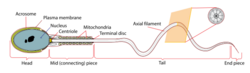 Simplified spermatozoon diagram.svg