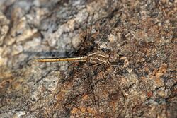 Small skimmer (Orthetrum taeniolatum) female Rajasthan.jpg