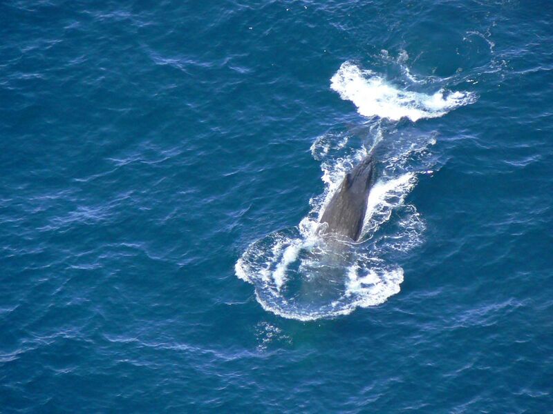 File:Sperm whale 123.jpg