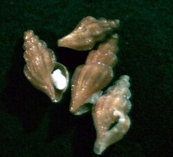 Stellatoma stellata 001.jpg