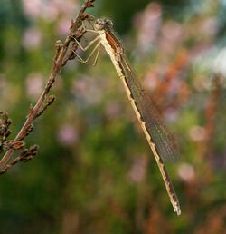 Sympecma fusca male.JPG