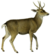 The deer of all lands (1898) Peruvian guemal white background.png