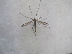 Tipula vittata.jpg