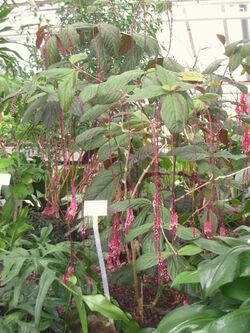 Trichostigma peruvianum - Berlin Botanical Garden - IMG 8700.JPG
