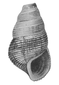 Tylomelania sarasinorum shell.png