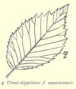 Ulmus dippeliana f. muscaviensis.jpg