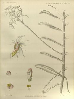 Vandopsis undulata (as Stauropsis undulatus) - The Orchids of the Sikkim-Himalaya pl 275 (1898).jpg