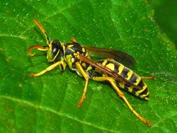 Vespidae - Polistes associus (male)-002.JPG