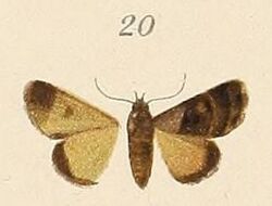 Voeltzkow-pl.6-fig.20-Tarache centralis (=Ozarba cryptochrysea).JPG