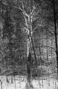 A black and white image of an American sycamore, possibly the Webster Sycamore, taken around 1920