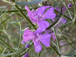 Westringia eremicola purple form.jpg