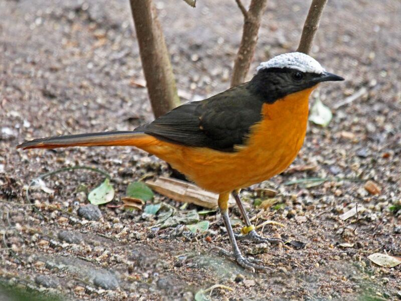 File:White-crowned Robin-chat RWD5.jpg