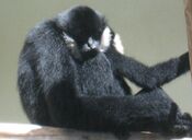 White Cheeked Gibbon Male.jpg