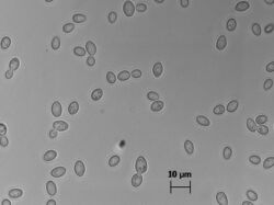 Zygosaccharomyces bailii cells.jpg
