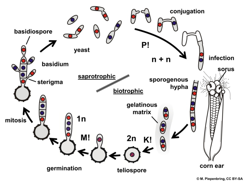 File:03 03 07 life cycle of Ustilago maydis on corn, Ustilaginales Basidiomycota (M. Piepenbring).png