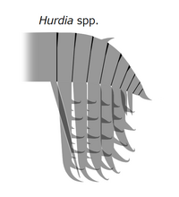 20191229 Radiodonta frontal appendage Hurdia.png