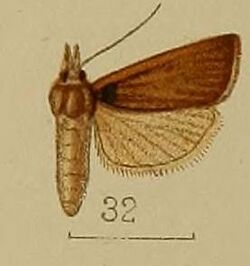 32-Crambus albiceps=Pseudocatharylla albiceps (Hampson, 1912).JPG