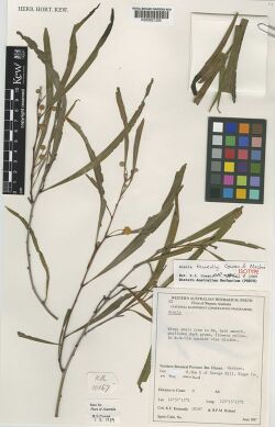 Acacia keneallyi397488.jpg