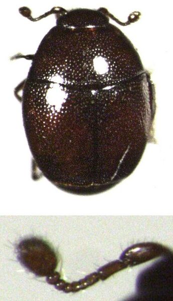File:Acritus nigricornis.jpg